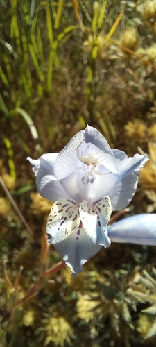 Image of Gladiolus gracilis by (c) Liezl van der Merwe, some rights reserved (CC BY)