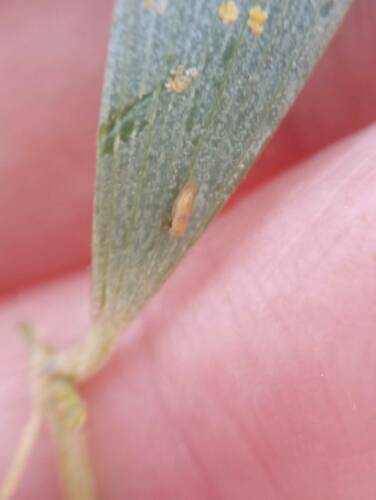 Acacia Psyllid photo 5