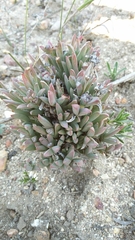 Ruschia rigidicaulis