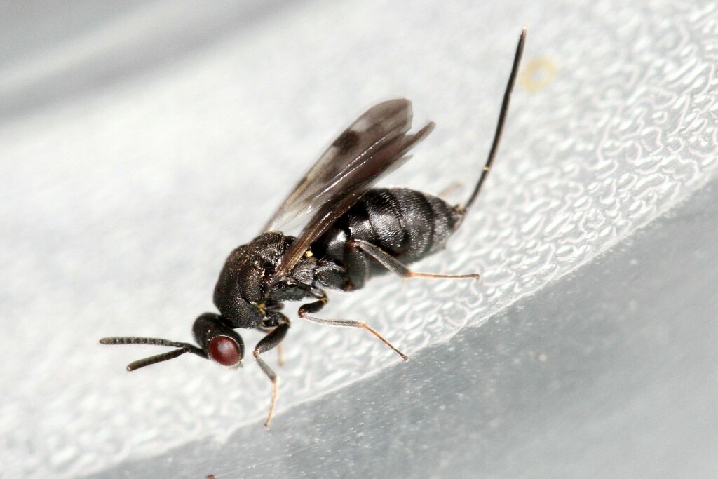Glyphomerinae