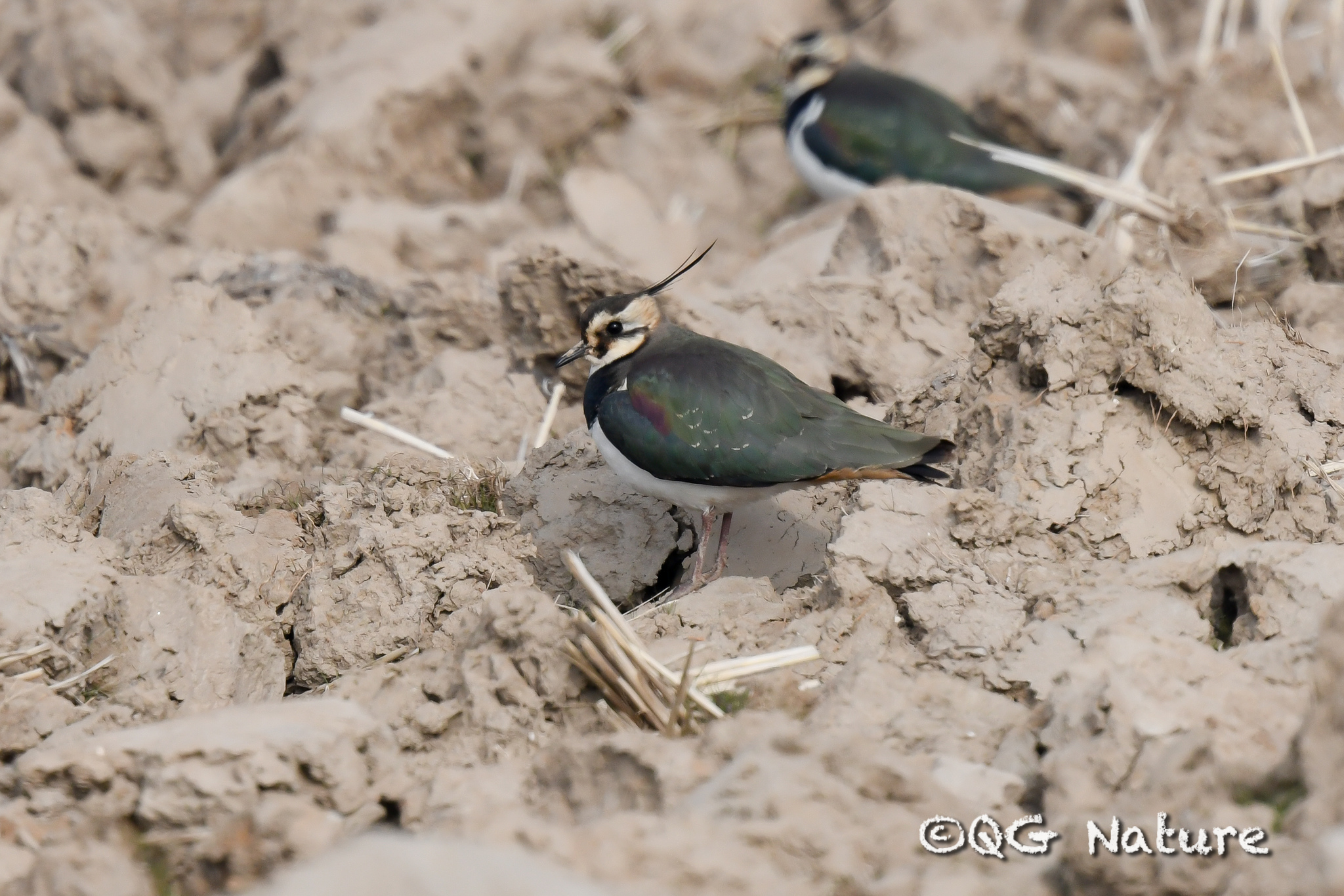 Northern Lapwing