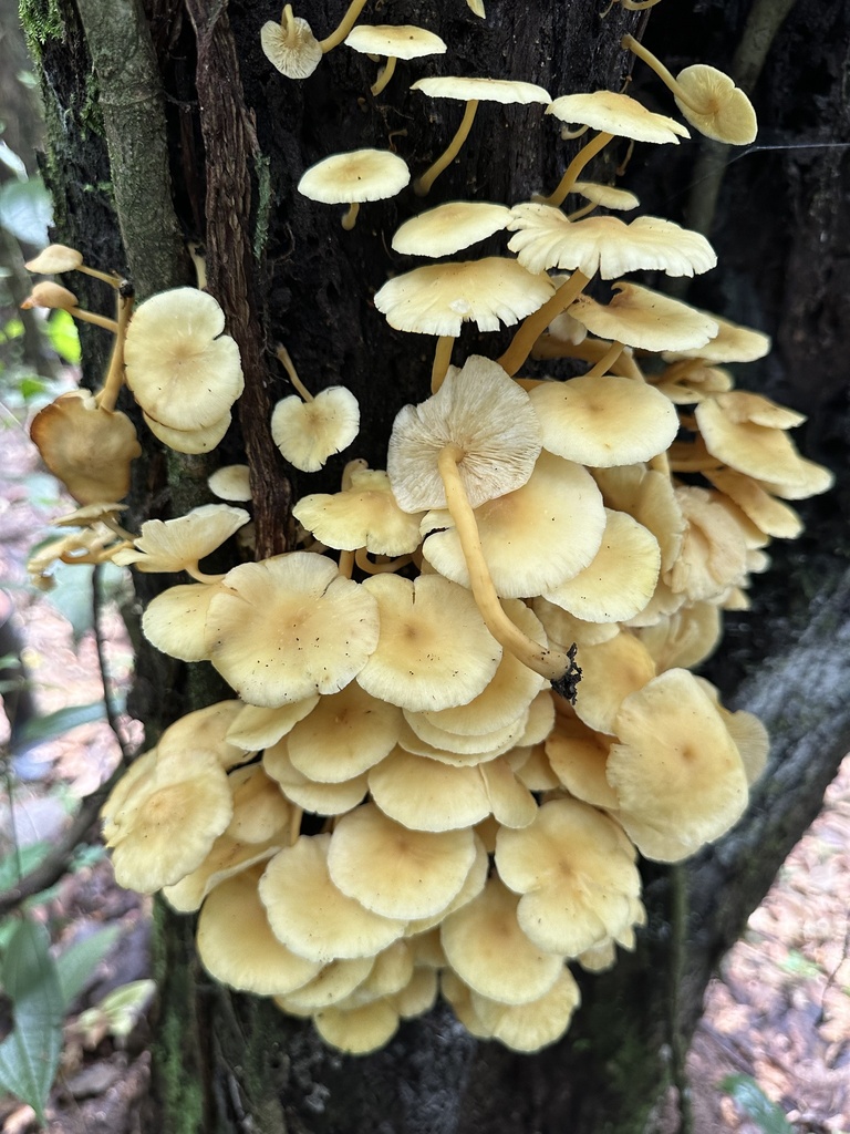 Tricholomopsis aurea · March 2024 · photo: © heimatlos (iNaturalist, cc0)