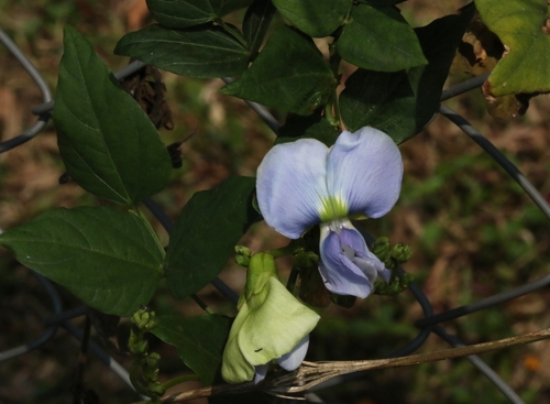 Psophocarpus tetragonolobus, photograph 4