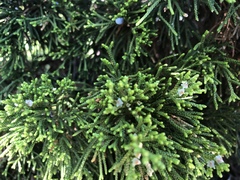 Juniperus virginiana
