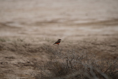 Pyrocephalus rubinus