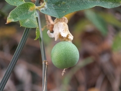 Passiflora biflora image