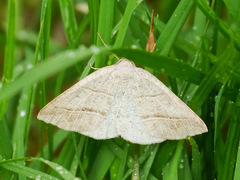 Petrophora subaequaria