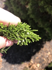 Juniperus virginiana