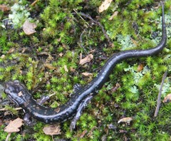 Plethodon ouachitae