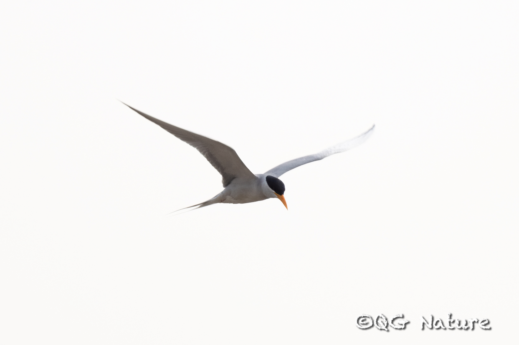 River Tern
