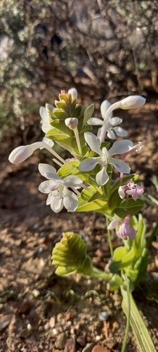 Image of Lapeirousia angustifolia by (c) Liezl van der Merwe, some rights reserved (CC BY)