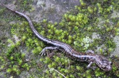 Plethodon ouachitae