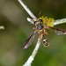 Red-legged Wasp Fly - Photo (c) Robby Deans, some rights reserved (CC BY-NC), uploaded by Robby Deans
