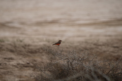 Pyrocephalus rubinus