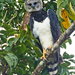 Harpy Eagle - Photo (c) Paul Cools, some rights reserved (CC BY-NC), uploaded by Paul Cools