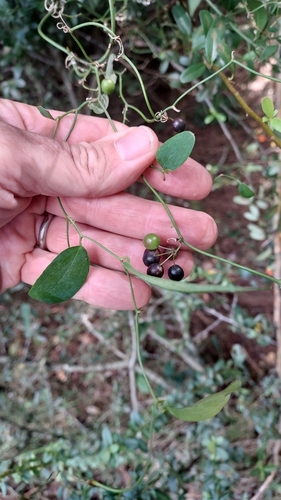Smilax campestris (Smilax campestris)
