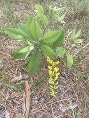 Baptisia cinerea