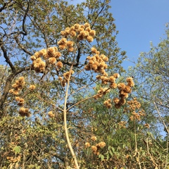 Montanoa grandiflora