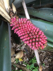 Aechmea mariae-reginae