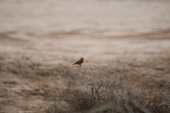 Pyrocephalus rubinus