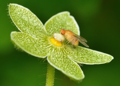 Neogriphoneura