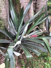 Aechmea mariae-reginae