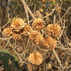 Montanoa grandiflora