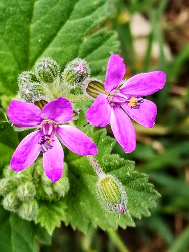 Mediterranean stork's bill (Erodium malacoides)