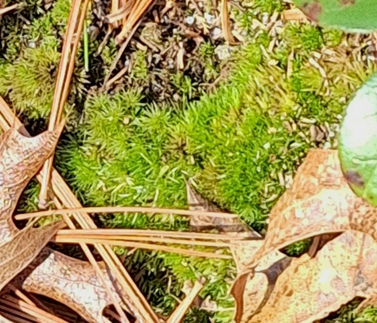 Pincushion Moss from Plymouth, MA 02360, USA on February 27, 2024 at 12