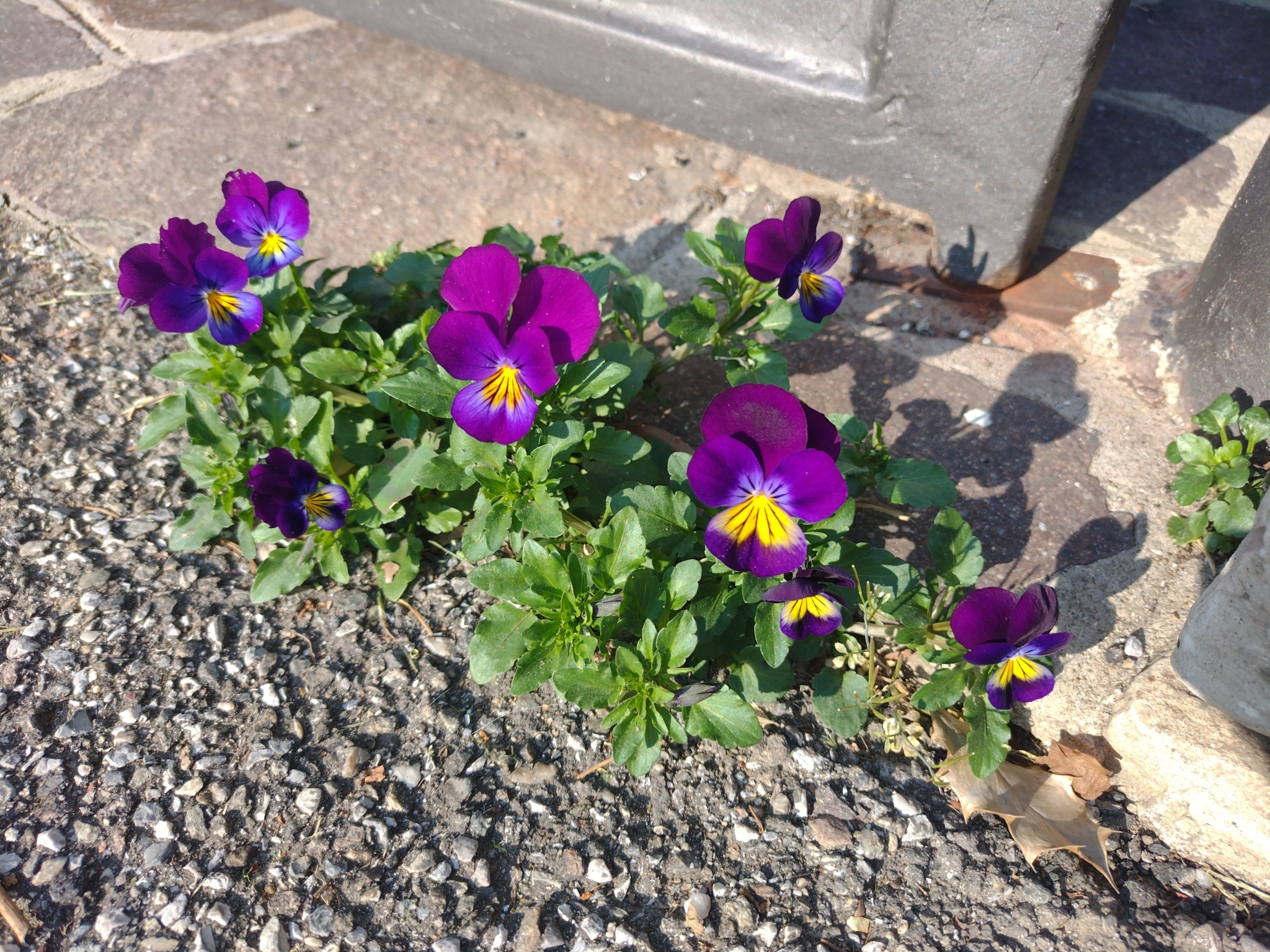 Imagem de Violeta