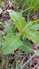 Triosteum perfoliatum