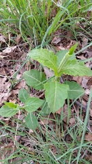 Triosteum perfoliatum