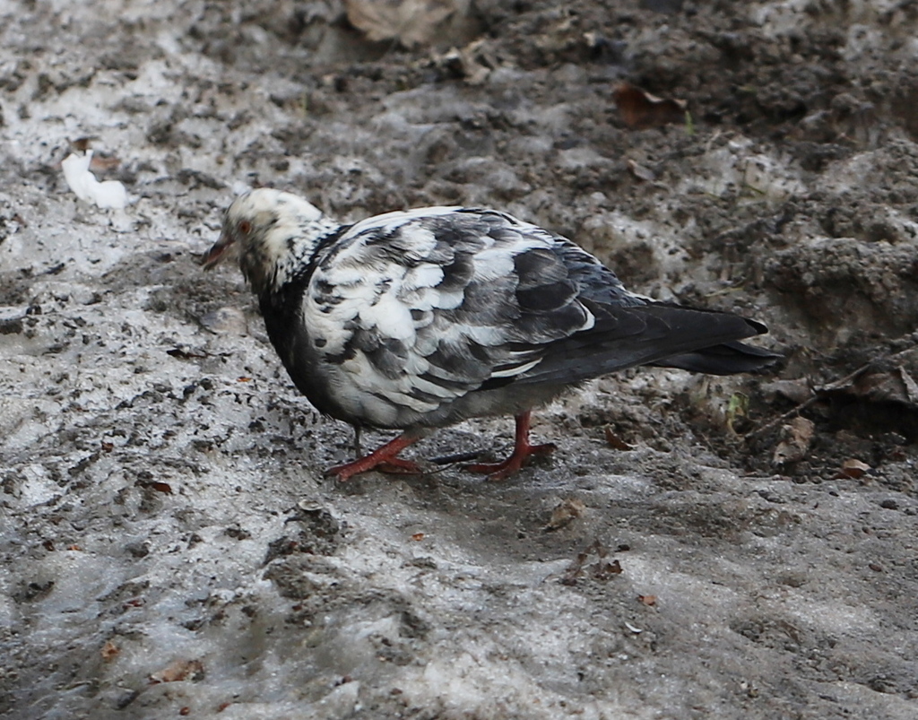 Feral Pigeon from Железногорск, Курская обл., Россия on March 21, 2024 ...