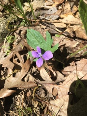 Viola triloba