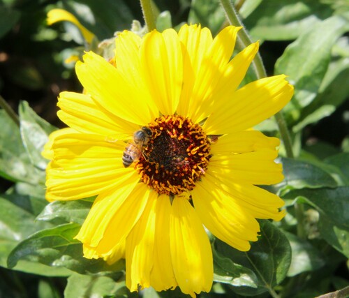 iNaturalist observation photo of Western Honey Bee
