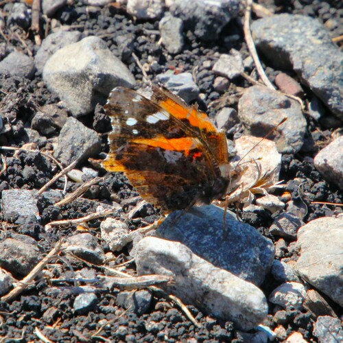 iNaturalist observation photo of Red Admiral