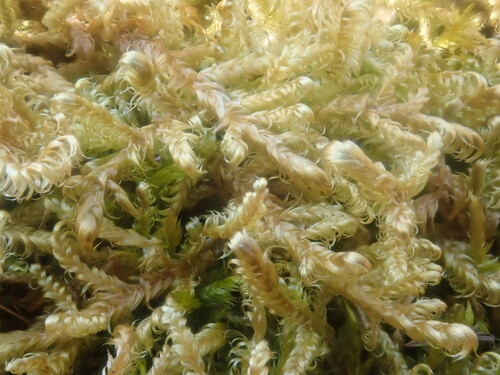 Image of Calliergonella lindbergii by no rights reserved