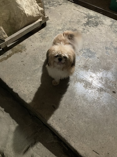 Domestic Dog