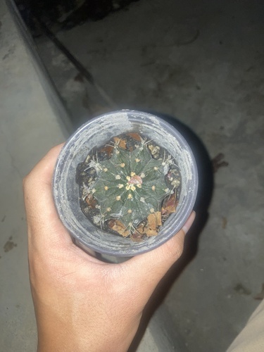 moon cactus