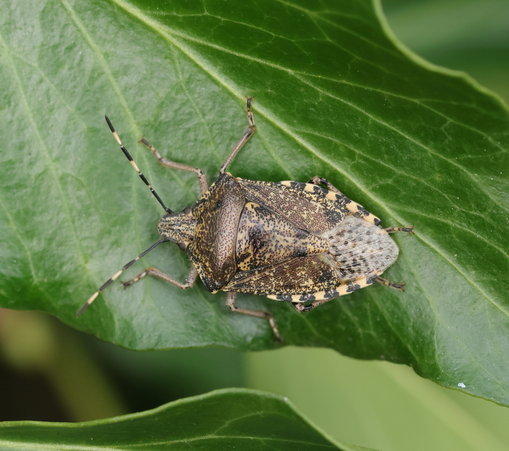 Mottled Stink Bug From 76430 Saint-vigor-d'ymonville, France On March 