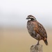 Northern Bobwhite - Photo (c) arakso, some rights reserved (CC BY-NC), uploaded by arakso