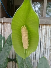 Spathiphyllum