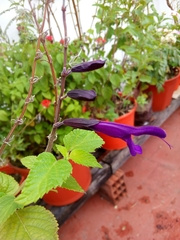 Salvia guaranitica