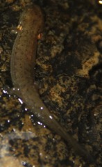 Desmognathus brimleyorum