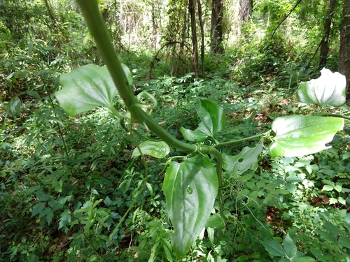 Smilax tamnoides image