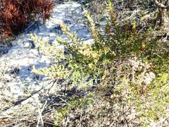 Erica axillaris