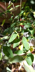Euphorbia graminea