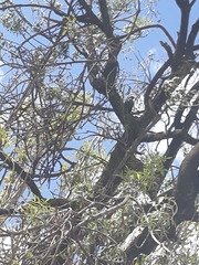 Turdus chiguanco