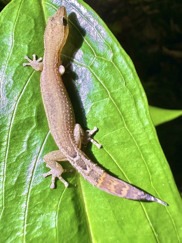 Boettger's Clawless Gecko