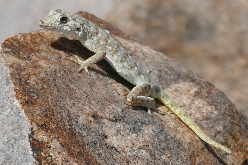Namib Day Gecko